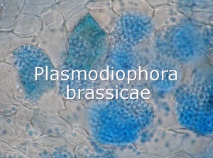 Diagno-Plasmodiophora