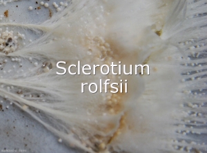 Mycelium-Sclerotium