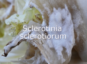 Mycelium-Sclerotinia-sclero