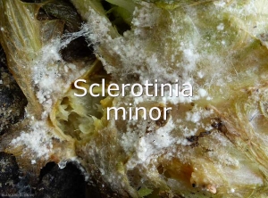 Mycelium-Sclerotinia-minor