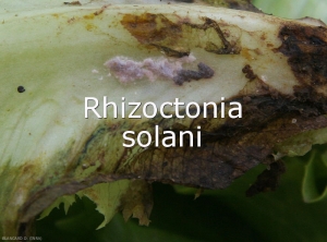 Sclerote-Rhizoctonia
