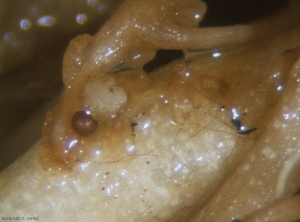 Des kystes de <i>Globodera</i> sp., ainsi que du mycélium brun de <i>Rhizoctonia solani</i> sont visibles sur ce système racinaire.