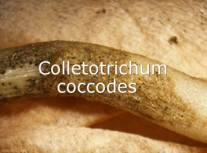Colletotrichum-coccodes-sclerotes