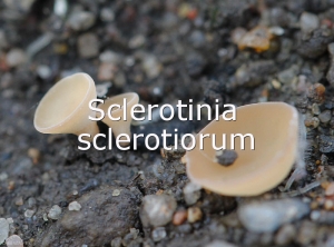 Sclerotinia-sclerotiorum-apothecies