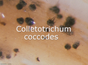 Colletotrichum-coccodes-acervules