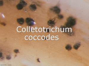 Colletotrichum-coccodes-acervules