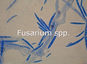 Fusarium-conidies