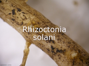 Rhizoctonia-Mycelium-oeil