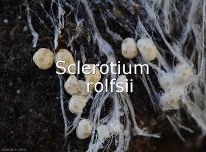 Sclerotium-rolfsii-sclerotes