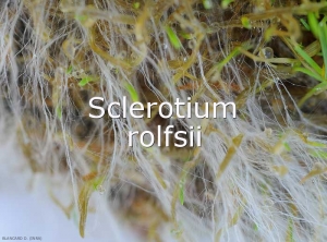 Mycelium-Sclerotium2