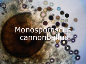 Monosporascus-cannonbalus