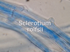 Sclerotium-rolfsii6