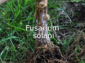 Fusarium-solani1