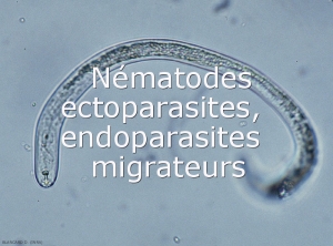 Nematodes-ectoparasites