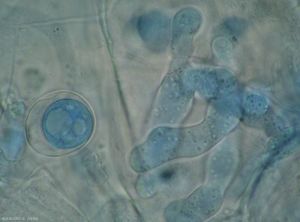 Pythium1