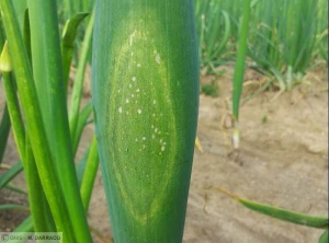 Symptômes de <i> <b>Peronospora destructor </i> </b> (mildiou) sur tige d'oignon