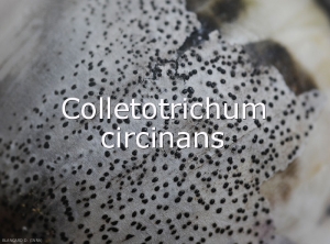 Diagno-Colletotrichum-circinans