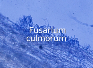 Diagno-Fusarium-culmorum