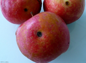 Impact de la pénétration de la chenille du carpocapse (<i>Cydia pomonella</i>) dans les pommes (photo B.Petit, INRA)