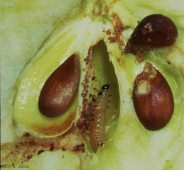 Dégat de la chenille du carpocapse (<i>Cydia pomonella</i>) sur fruits du pommier