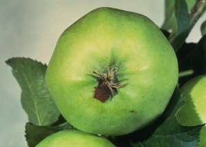 Dégâts sur pomme du carpocapse (<i>Cydia pomonella<i/>)