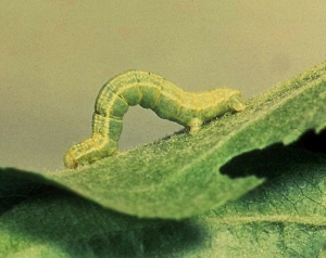 Dégât de la chenille de la cheimatobie brumeuse (<i>Operophtera brumata</i>) sur feuille de pommier 