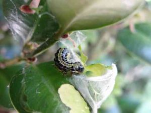 Chenille et dégats pyrale sur feuille de buis (C) Gilles CARCASSES