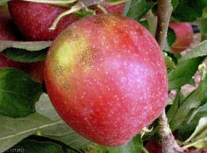 Symptômes sur pomme (<i>Schizothyrium pomi</i>, maladie des crottes de mouche), variété Braeburn (photo M. Giraud, CTIFL)