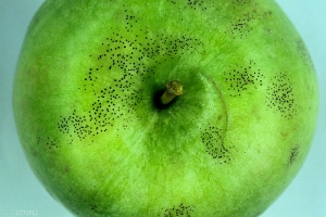 Symptômes sur pomme (<i>Schizothyrium pomi</i>, maladie des crottes de mouche), variété Granny (photo M. Giraud, CTIFL)