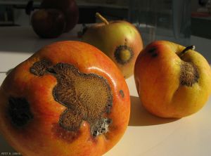 Symptômes sur fruit de la tavelure du pommier (photo B.Petit, INRA)