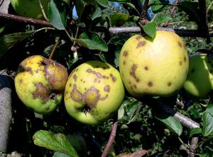 Pommier_tavelure-fruit1_Gir