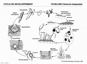 Pommier_Tavelure_cycle_Agrios