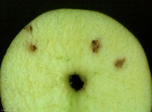 Masses spongieuses dans la chair d'une pomme en coupe transversale  (photo M. Giraud, CTIFL)