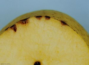 Masses brunes sous épidermique sur un fruit en coupe  (photo M. Giraud, CTIFL)