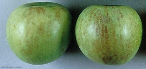 Brunissement superficiel de l'épiderme des pommes - Echaudure de prématurité (photo P. Westercamp, CEFEL)