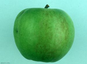 Brunissement superficiel de l'épiderme des pommes - Echaudure de prématurité (photo M. Giraud, CTIFL)