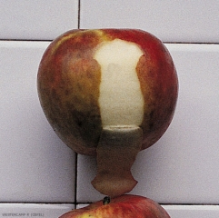 Sous l'épiderme de cette pomme (variété Red delicious), la chair est saine - Echaudure de prématurité (photo P. Westercamp, CEFEL)