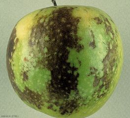Brunissement superficiel de l'épiderme de cette pomme (variété Granny) - Echaudure de prématurité (photo M. Giraud, CTIFL)