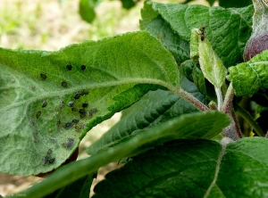 Colonie de <i>Dysaphis plantaginea</i> sur pommier - Puceron cendré (photo B. Petit, INRA)