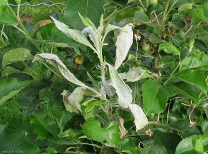 Pousse de pommier oïdiée (photo M. Giraud, CTIFL)