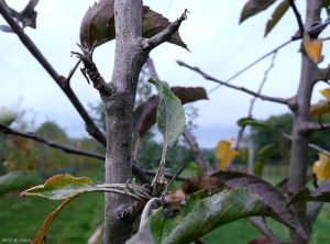 Symptômes d'oïdium sur bois, rosette et bourgeon (photo B. Petit, INRA)