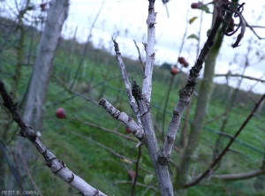 Pousse d'hiver de pommier oïdiée (photo B. Petit, INRA)