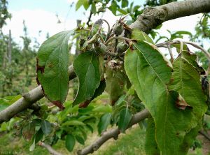 <i>Erwinia amilovora</i> (feu bactérien) sur jeune fruit de pommier (photo B. Petit, INRA)