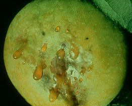 Exsudat sur fruit d'<i>Erwinia amilovora</i> (feu bactérien)