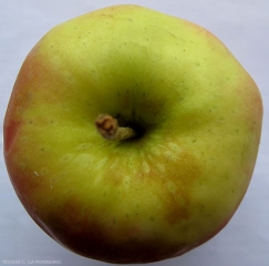 Echaudure de prématurité (SCALD) sur Pink Lady (photot C. Tessier, La Morinière)