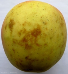 Echaudure de prématurité (SCALD) sur Pink Lady (photo C. Tessier, La Morinière)