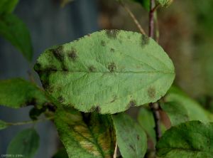 Développement de mycélium de <i>Venturia inaequalis</i> (tavelure) sur feuille de pommier (photo V. Caffier, INRA)