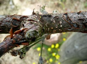 Chancre papyracé (<i>Pseudomonas syringae</i>) - Symptôme sur charpentière de pommier (photo B. Petit, INRA)