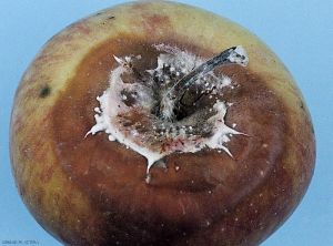 Symptôme sur pomme causé par <i>Fusarium</i> spp. (photo M. Giraud, CTIFL)