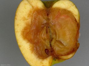 Symptôme au niveau du coeur d'une pomme causé par <i>Fusarium</i> spp. (photo M. Giraud, CTIFL)